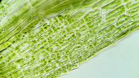 Tiny Green Moss Cells Under High Magnification, 400x microscope 動画素材 320457559