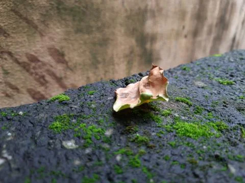 Tiny Green Moss on a Old Compound or Wall with Dry Leaf and texture backgroun Stock Photos