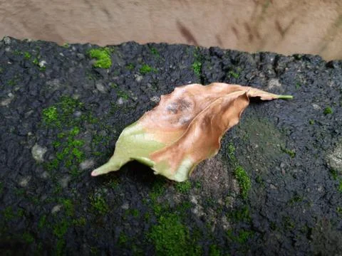 Tiny Green Moss on a Old Compound or Wall with Dry Leaf and texture backgroun Stock Photos
