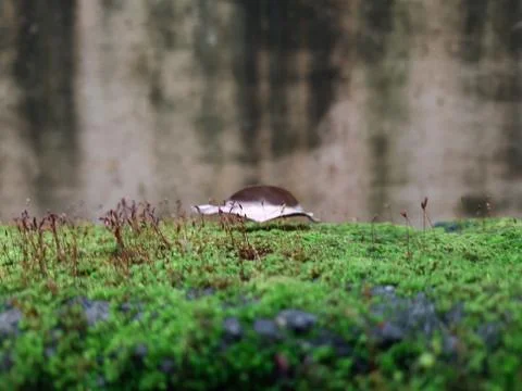 Tiny Green Moss on a Old Compound or Wall with Dry Leaf and texture backgroun Fotos de archivo