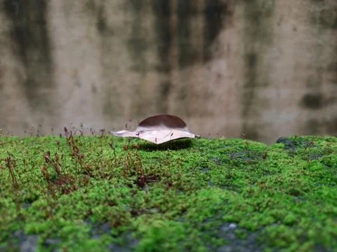 Tiny Green Moss on a Old Compound or Wall with Dry Leaf and texture backgroun Stock Photos