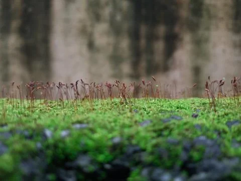 Tiny Green Moss on a Old Compound or Wall with Dry Leaf and texture backgroun Stockfoto's