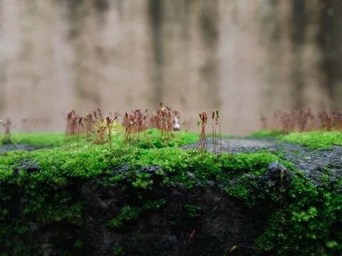 Tiny Green Moss on a Old Compound or Wall with Dry Leaf and texture backgroun 写真素材