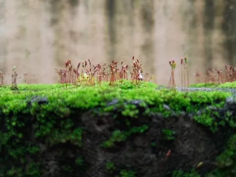 Tiny Green Moss on a Old Compound or Wall with Dry Leaf and texture backgroun Stock Photos