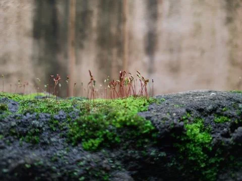 Tiny Green Moss on a Old Compound or Wall with Dry Leaf and texture backgroun Stock Photos