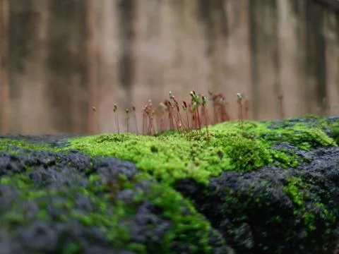 Tiny Green Moss on a Old Compound or Wall with Dry Leaf and texture backgroun Stock Photos