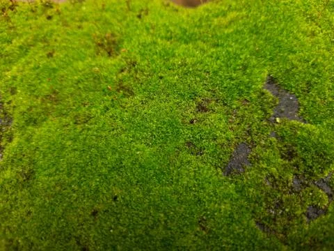 Tiny Green Moss on a Old Compound or Wall with Dry Leaf and texture backgroun Stock Photos