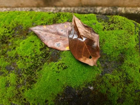 Tiny Green Moss on a Old Compound or Wall with Dry Leaf and texture backgroun Stock Photos