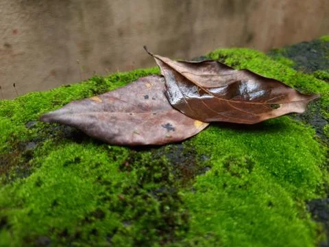 Tiny Green Moss on a Old Compound or Wall with Dry Leaf and texture backgroun Stock Photos