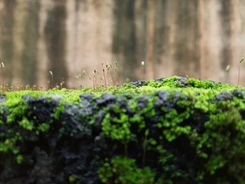 Tiny Green Moss on a Old Compound or Wall with Dry Leaf and texture backgroun 写真素材
