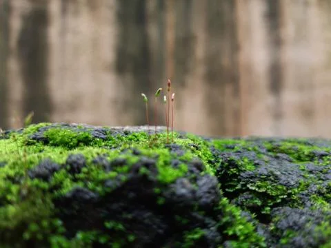 Tiny Green Moss on a Old Compound or Wall with Dry Leaf and texture backgroun Stock Photos
