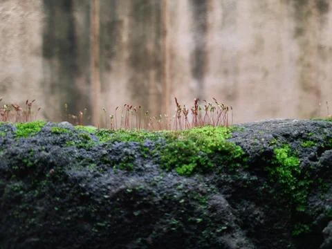 Tiny Green Moss on a Old Compound or Wall with Dry Leaf and texture backgroun 写真素材