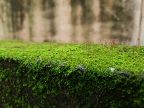 Tiny Green Moss on a Old Compound or Wall with Dry Leaf and texture backgroun Stockfoto's