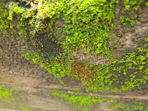 Tiny Green Moss on a Old Compound or Wall with Dry Leaf and texture backgroun 写真素材