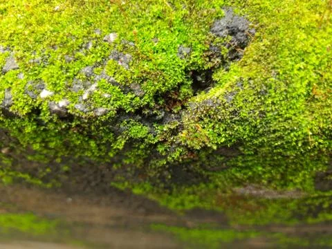 Tiny Green Moss on a Old Compound or Wall with Dry Leaf and texture backgroun Stock Photos