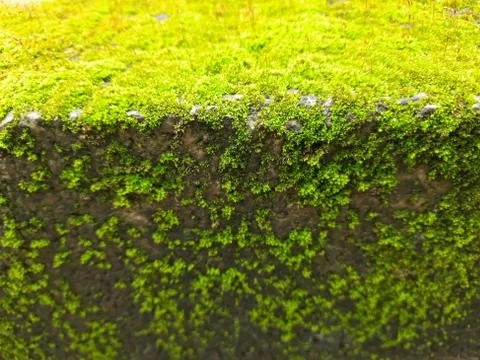 Tiny Green Moss on a Old Compound or Wall with Dry Leaf and texture backgroun Stock Photos