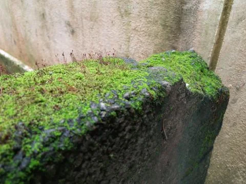 Tiny Green Moss on a Old Compound or Wall with Dry Leaf and texture backgroun 写真素材