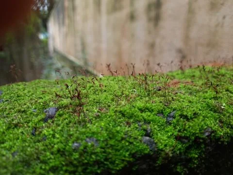 Tiny Green Moss on a Old Compound or Wall with Dry Leaf and texture backgroun Stock Photos