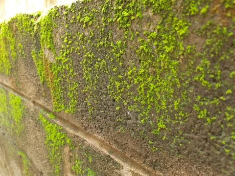 Tiny Green Moss on a Old Compound or Wall with Dry Leaf and texture backgroun Stock Photos