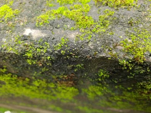 Tiny Green Moss on a Old Compound or Wall with Dry Leaf and texture backgroun Stock Photos