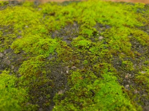 Tiny Green Moss on a Old Compound or Wall with Dry Leaf and texture backgroun Stock Photos