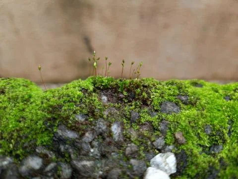 Tiny Green Moss on a Old Compound or Wall with Dry Leaf and texture backgroun Stock Photos