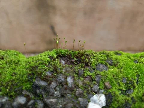 Tiny Green Moss on a Old Compound or Wall with Dry Leaf and texture backgroun Stock Photos