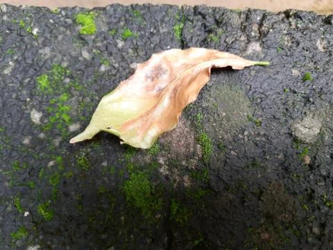 Tiny Green Moss on a Old Compound or Wall with Dry Leaf and texture backgroun Stock Photos
