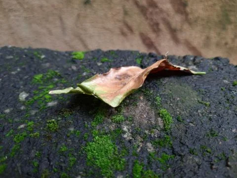 Tiny Green Moss on a Old Compound or Wall with Dry Leaf and texture backgroun Stock Photos