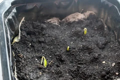 Tiny green pepper sprouts emerging from dark fertile soil in a plastic contai Stock Photos
