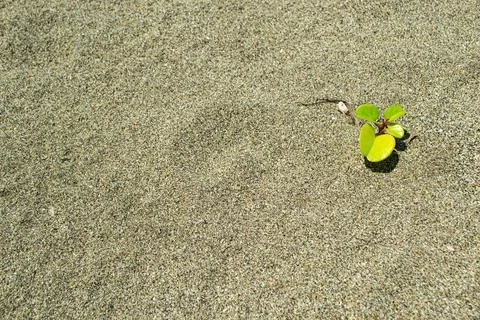 Tiny Green Plant Emerging from Sandy Beach Stock Photos