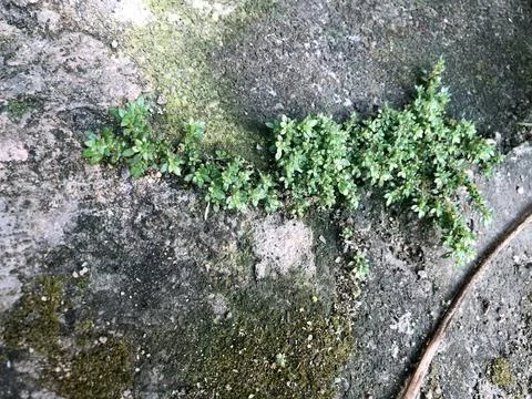 Tiny green plant pattern spreading across stone surface Stock Photos