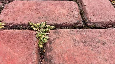 Tiny green plant sprouts between red brick slabs creating contrast and textur Stock Photos