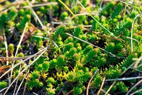Tiny green plants cluster in sunlit grass Stock Photos