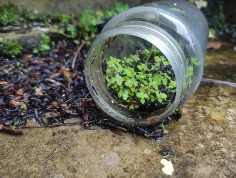 Tiny Green Plants Growing in a Discarded Glass Jar on Wet Concrete Foto stock