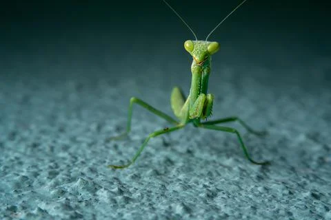 Tiny Green Praying Mantis Clinging to a Blue Wall Foto stock