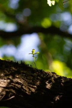Tiny green sapling sprouting from an old tree branch Stock Photos