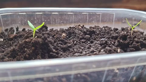 Tiny green seedling emerges from dark soil in a clear plastic container Stock Footage 342722401