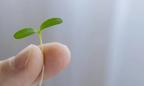 Tiny green seedling held between fingers Stock Photos