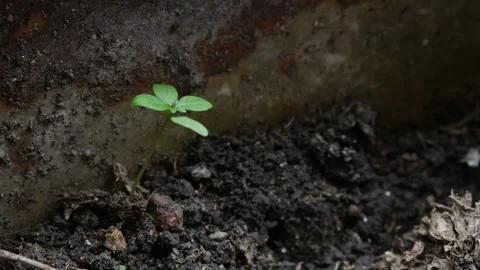 Tiny green seedling sprout growing alone in dark soil Vidéo 334851074