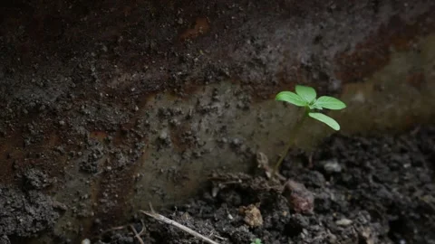 Tiny green seedling sprout growing alone in dark soil Vídeos de archivo 334851110