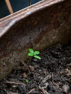 Tiny green seedling sprout growing alone in dark soil inside old rusty cont.. Stock-Fotos
