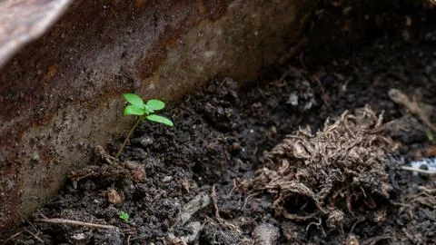 Tiny green seedling sprout growing alone in dark soil inside old rusty cont.. Foto stock