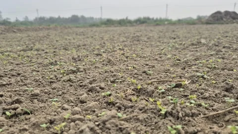 Tiny Green Seedlings Sprouting From Cultivated Farm Soil Close Up Vídeo Stock 338043017