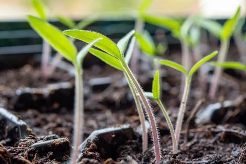 Tiny Green Shoots Emerging From Dark Soil Surface Beautifully Stock Photos