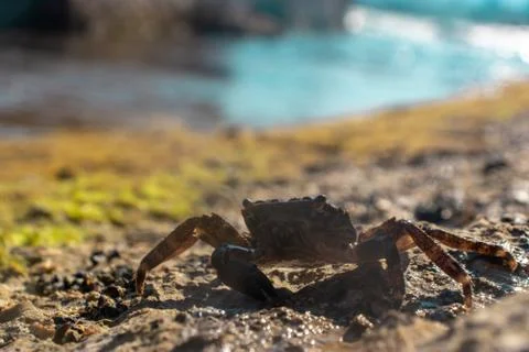 Tiny green shore crab walking on a rock near the sea. Two eyes sticking out o Stock Photos