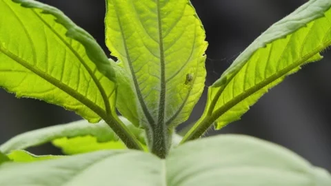 Tiny green spider moving on a backlit leaf Stock-Footage 337741697