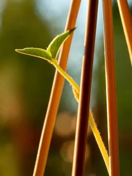 Tiny green sprout climbs slender bamboo stalks Stock Photos