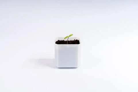 Tiny Green Sprout Emerging from Rich Soil in a White Pot, Symbolizing New B.. Stock Photos