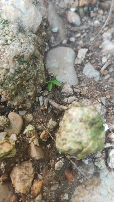 Tiny Green Sprout Growing Between Rocks and Dirt - Life Concept. Видео 333332933